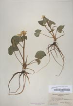 Caltha palustris var. palustris