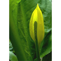 Yellow skunk cabbage