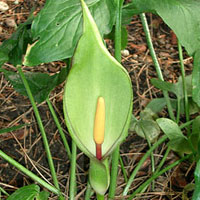 Italian arum