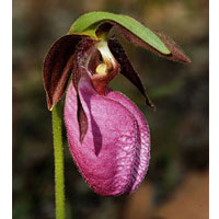 Cypripedium acaule