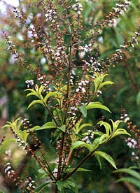 Aloysia citriodora