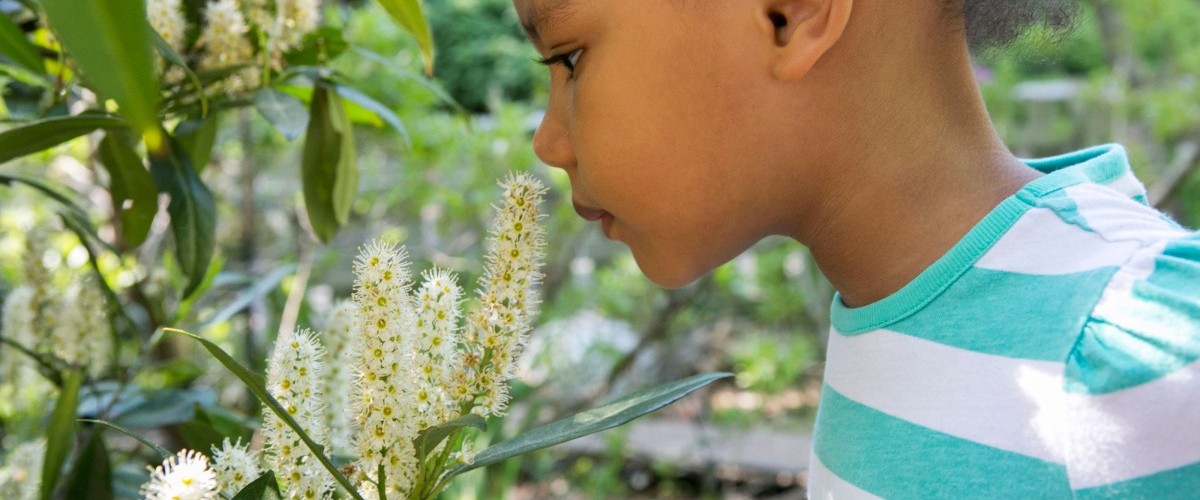 Small child putting her nose really close to sniff blooms on flower.