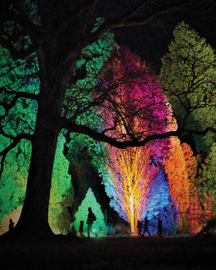 People walking through colorfully illuminated trees.
