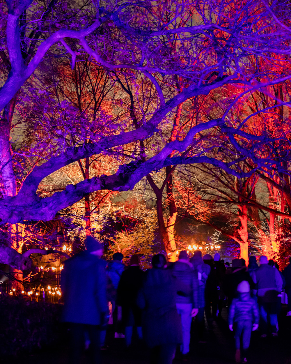 People walking under colorfully illuminated trees.